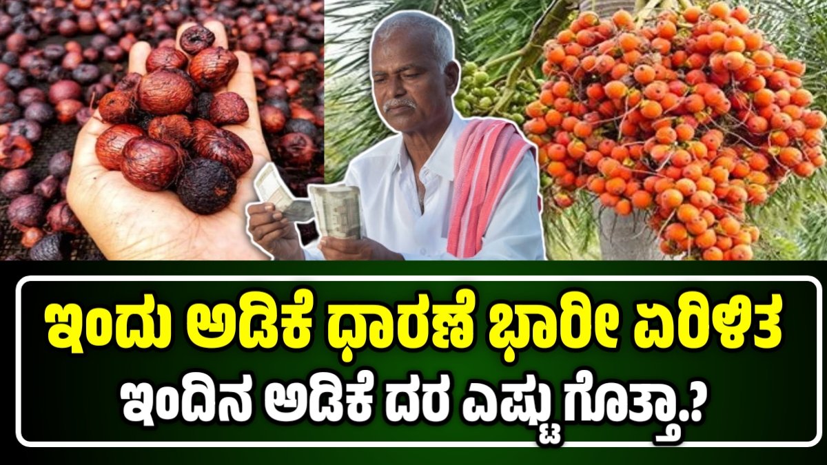 ಅಡಿಕೆ ದರ